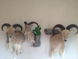 Aoudad1