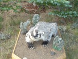 Badger1