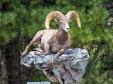 Bighorn1