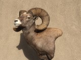 Bighorn4