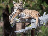 Bobcat1