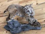 Bobcat3