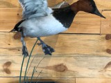 Canvasback1