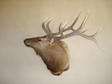 Elk5