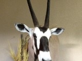 Gemsbok2
