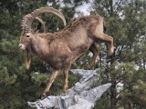 Ibex1