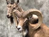 Ibex2