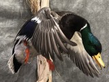 Mallard3