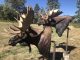 Moose1