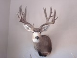 MuleDeer10