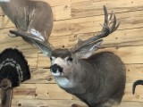 MuleDeer4