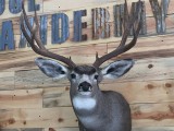 MuleDeer8