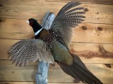 Pheasant1