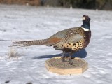 Pheasant2