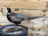 Pheasant5