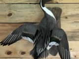 Pintail3