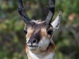 Pronghorn2