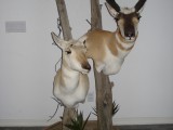 Pronghorn5