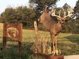 Whitetail1
