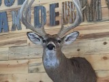 Whitetail11
