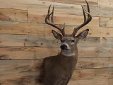 Whitetail13