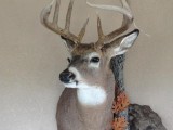 Whitetail14