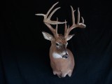 Whitetail15