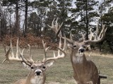 Whitetail6
