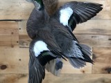 Widgeon1