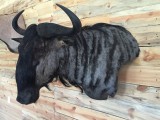 Wildebeest4