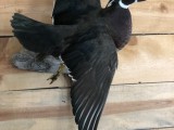 WoodDuck1