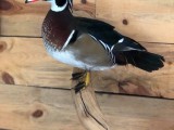WoodDuck2